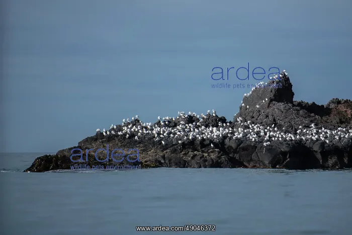 : Red-billed Gulls : Red-billed Gulls