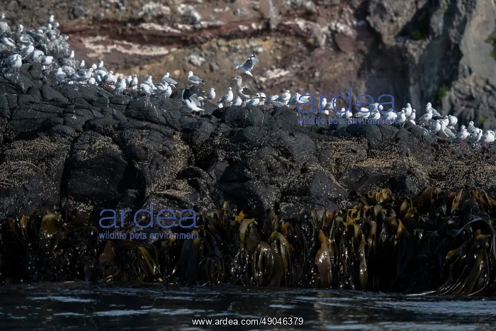 : Red-billed Gulls : Red-billed Gulls