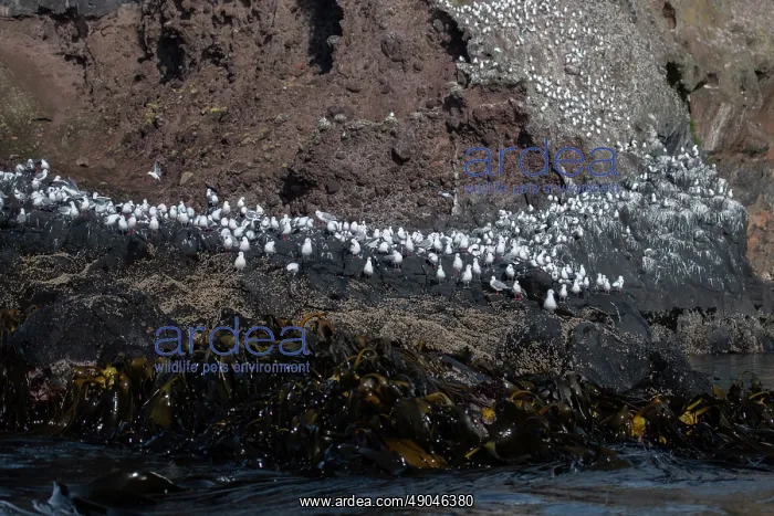  : Red-billed Gulls