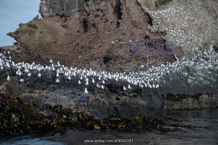 : Red-billed Gulls : Red-billed Gulls