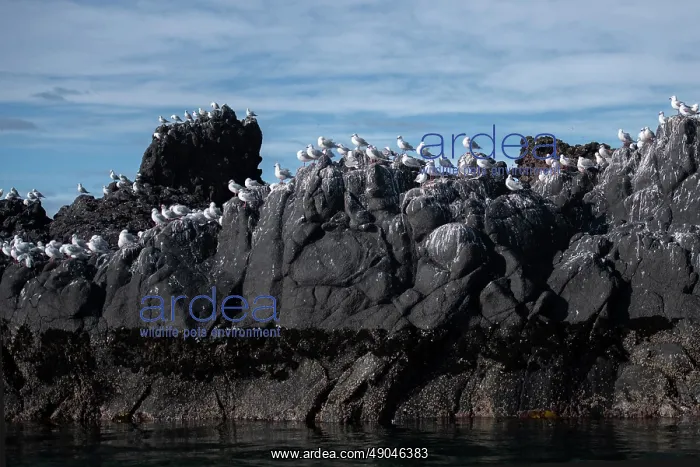 : Red-billed Gulls : Red-billed Gulls