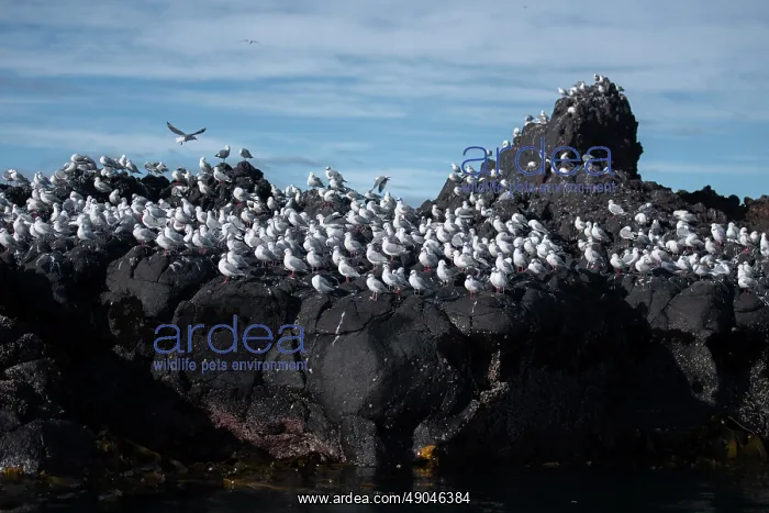 : Red-billed Gulls : Red-billed Gulls