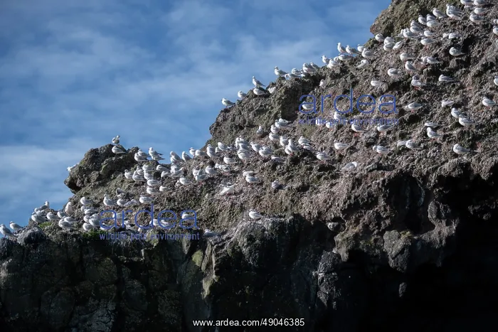 : Red-billed Gulls : Red-billed Gulls