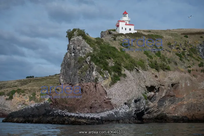 : Red-billed Gulls by Taiaroa Head Lighthouse : Red-billed Gulls by Taiaroa Head Lighthouse