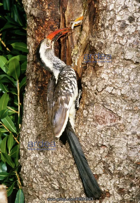 : RED BILLED HORNBILL : RED BILLED HORNBILL