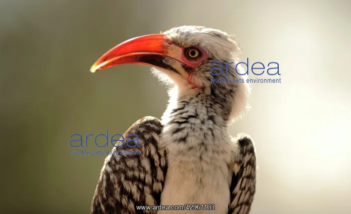 : Red-Billed Hornbill : Red-Billed Hornbill