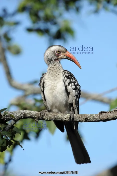 : Red-Billed Hornbill : Red-Billed Hornbill
