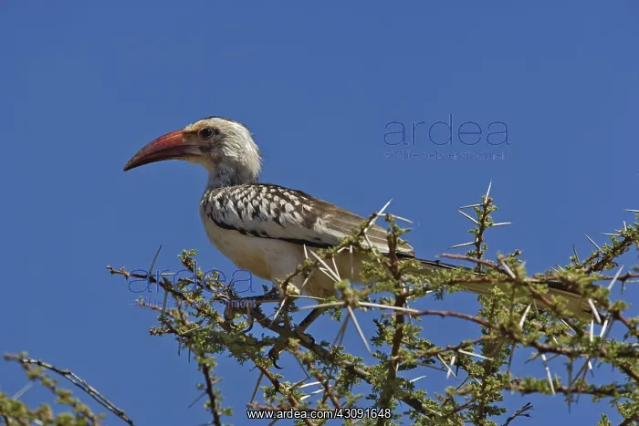  : Red-billed Hornbill