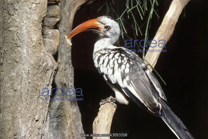 : Red-billed Hornbill : Red-billed Hornbill
