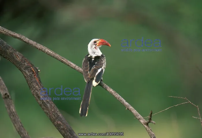 : Red Billed Hornbill : Red Billed Hornbill