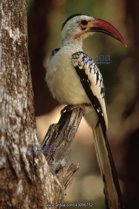 : Red-billed Hornbill : Red-billed Hornbill