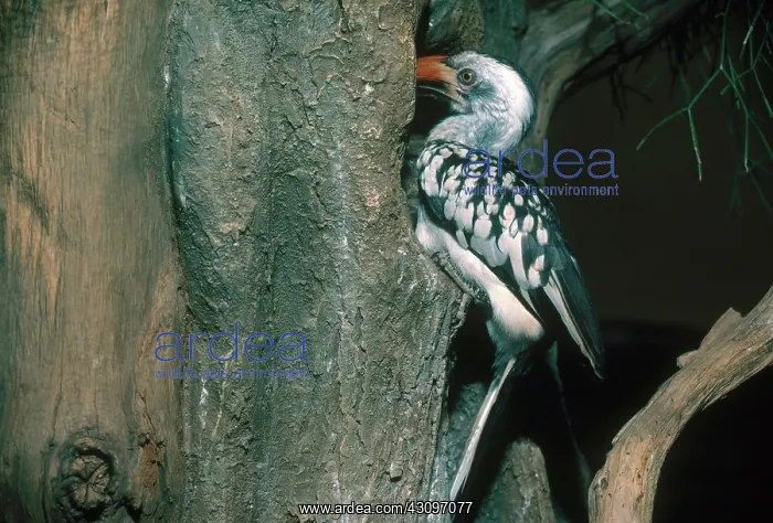 : Red-billed Hornbill : Red-billed Hornbill