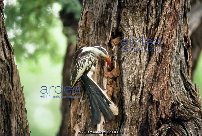 : Red-billed Hornbill - closing up nest hole with : Red-billed Hornbill - closing up nest hole with