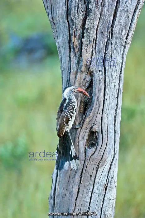 : Red-billed Hornbill - At nest hole : Red-billed Hornbill - At nest hole