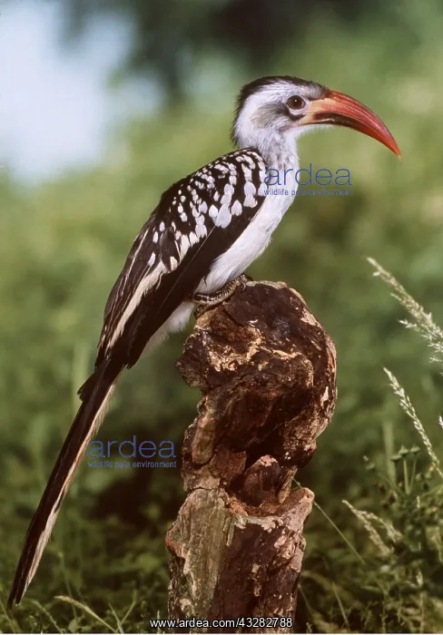 : RED-BILLED HORNBILL - perched on tree trunk : RED-BILLED HORNBILL - perched on tree trunk
