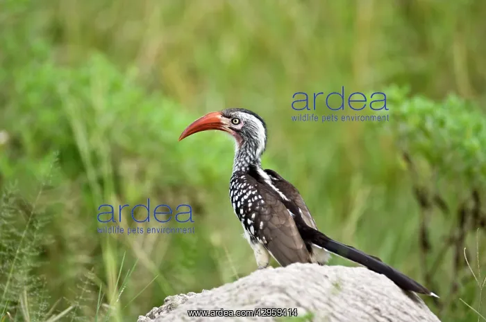 : Red-billed Hornbill - On rock : Red-billed Hornbill - On rock