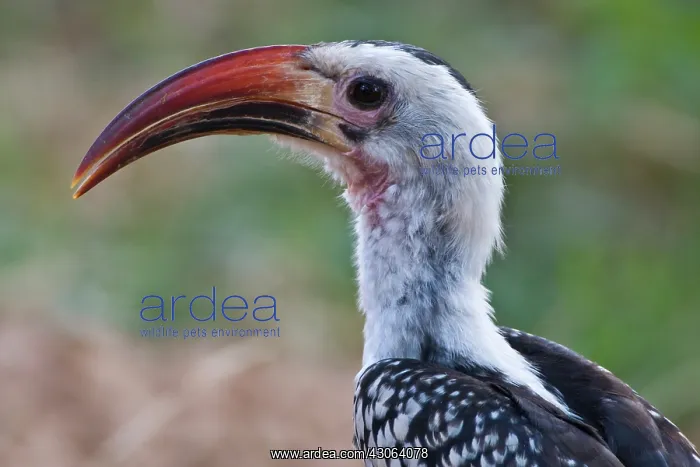 : Red-billed Hornbill at Samburu NP, Kenya : Red-billed Hornbill at Samburu NP, Kenya