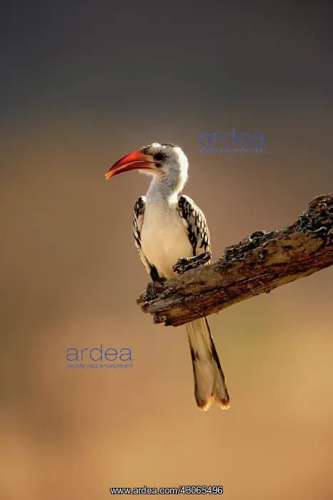 : Red-billed Hornbill, Tockus erythrochynchus : Red-billed Hornbill, Tockus erythrochynchus