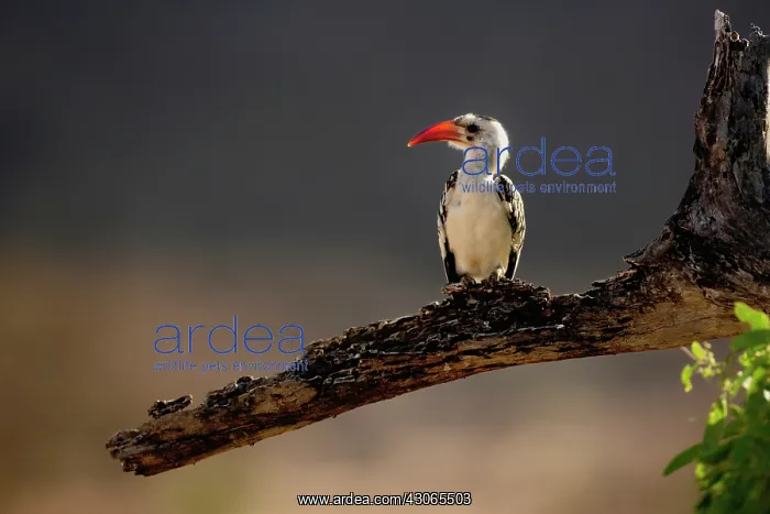 : Red-billed Hornbill, Tockus erythrochynchus : Red-billed Hornbill, Tockus erythrochynchus