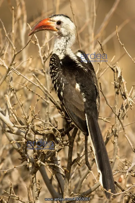 : Red-billed Hornbill, Tockus erythrorhynchus : Red-billed Hornbill, Tockus erythrorhynchus