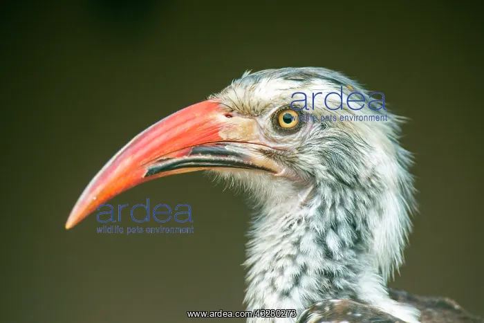 : Red-billed hornbill (Tockus erythrorhynchus), animal : Red-billed hornbill (Tockus erythrorhynchus), animal