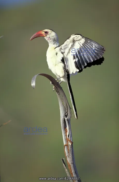 : Red-Billed Hornbill - Wing flapping : Red-Billed Hornbill - Wing flapping