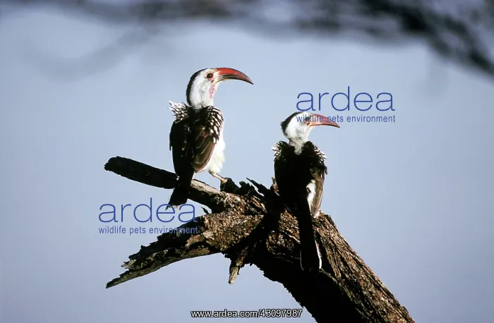 : Red-billed Hornbills : Red-billed Hornbills
