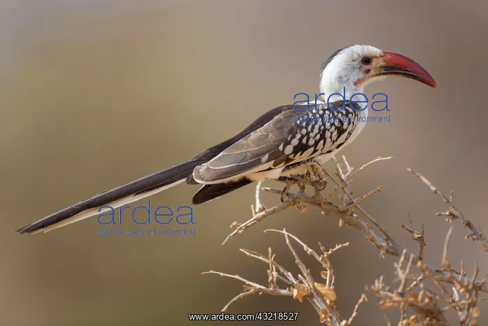 : Red-billed hornbills, Red-billed Hornbill, Hornbills : Red-billed hornbills, Red-billed Hornbill, Hornbills