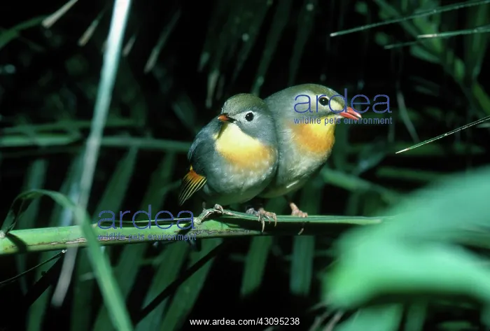 : Red-Billed Leiothrix : Red-Billed Leiothrix