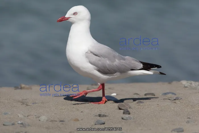 : Red-billed / Mackerel Gull : Red-billed / Mackerel Gull
