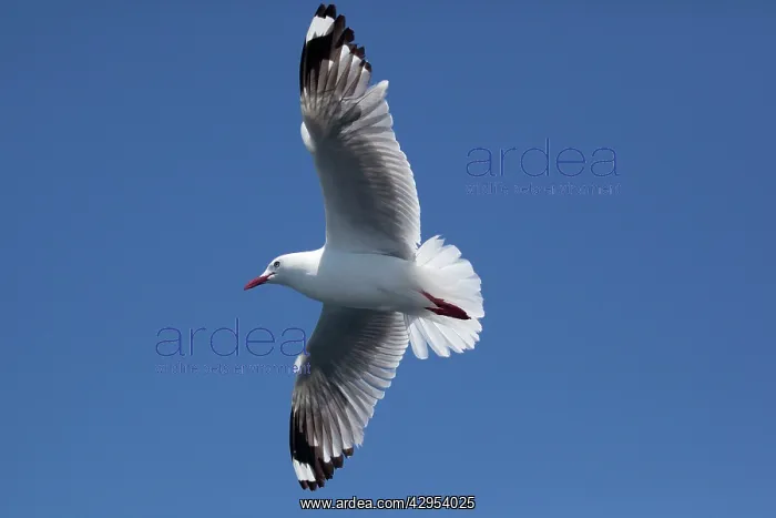 : Red-billed / Mackerel Gull - in flight : Red-billed / Mackerel Gull - in flight