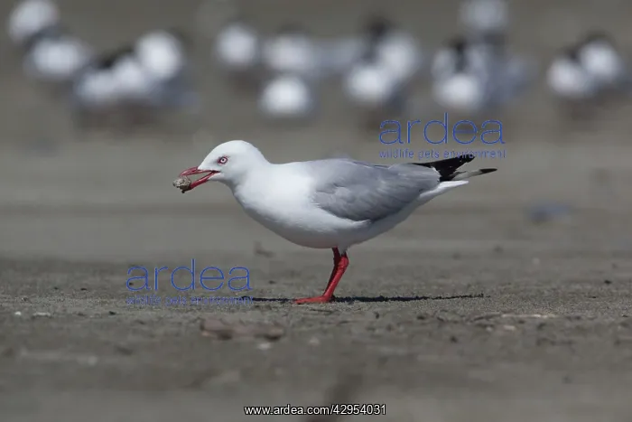 : Red-billed / Mackerel Gull - food in beak : Red-billed / Mackerel Gull - food in beak