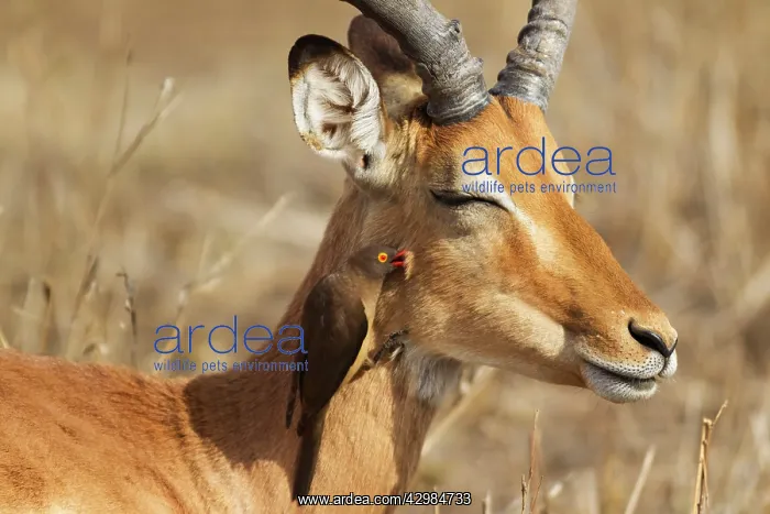 : Red-billed Oxpecker : Red-billed Oxpecker