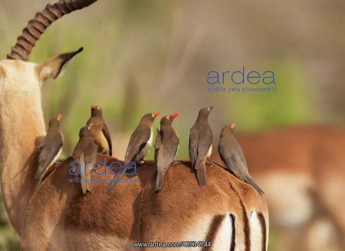 : Red-billed Oxpecker : Red-billed Oxpecker