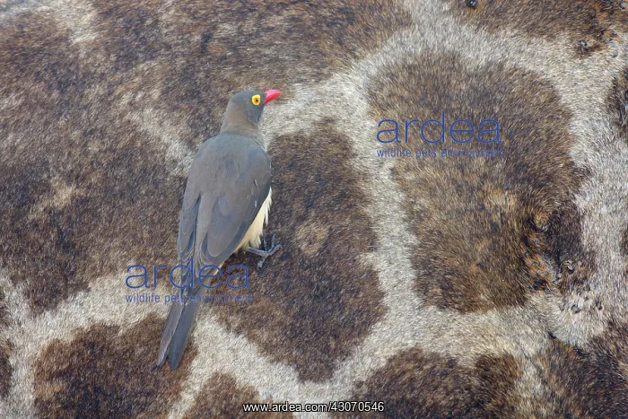 : Red-billed Oxpecker : Red-billed Oxpecker