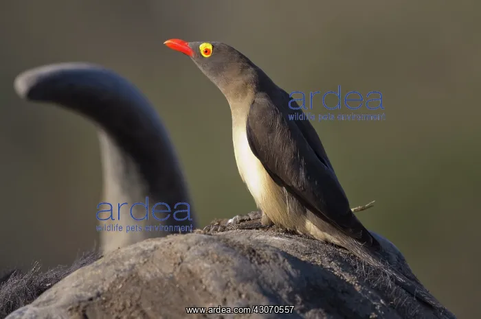 : Red-billed Oxpecker : Red-billed Oxpecker