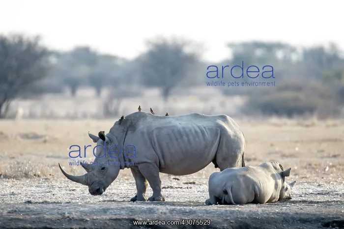 : Red-billed Oxpecker : Red-billed Oxpecker