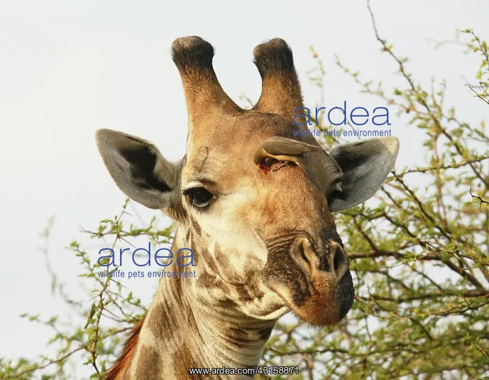 : Red-billed Oxpecker : Red-billed Oxpecker