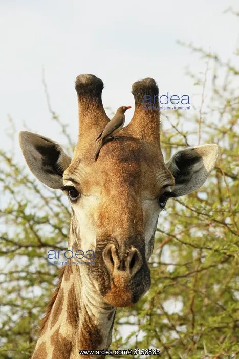 : Red-billed Oxpecker : Red-billed Oxpecker