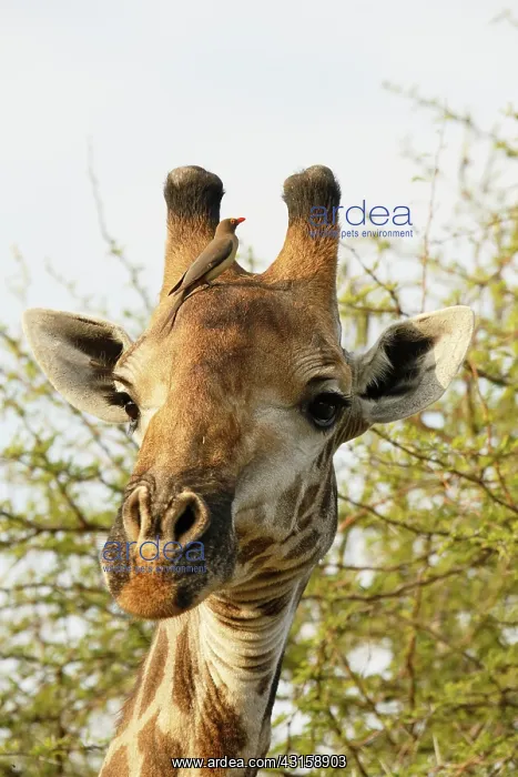 : Red-billed Oxpecker : Red-billed Oxpecker