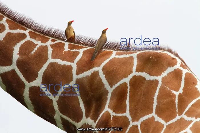 : Red-billed Oxpecker : Red-billed Oxpecker