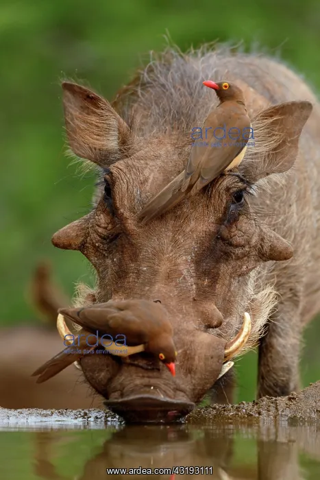 : Red-billed oxpecker (Buphagus erythrorhynchus) and : Red-billed oxpecker (Buphagus erythrorhynchus) and