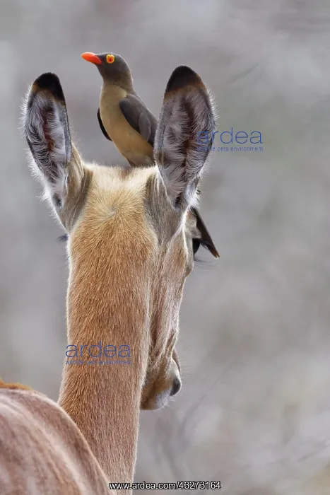 : Red-billed oxpecker (Buphagus erythrorhynchus) : Red-billed oxpecker (Buphagus erythrorhynchus)