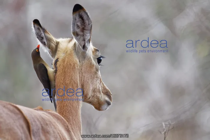 : Red-billed oxpecker (Buphagus erythrorhynchus) : Red-billed oxpecker (Buphagus erythrorhynchus)