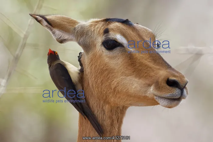 : Red-billed oxpecker (Buphagus erythrorhynchus) : Red-billed oxpecker (Buphagus erythrorhynchus)