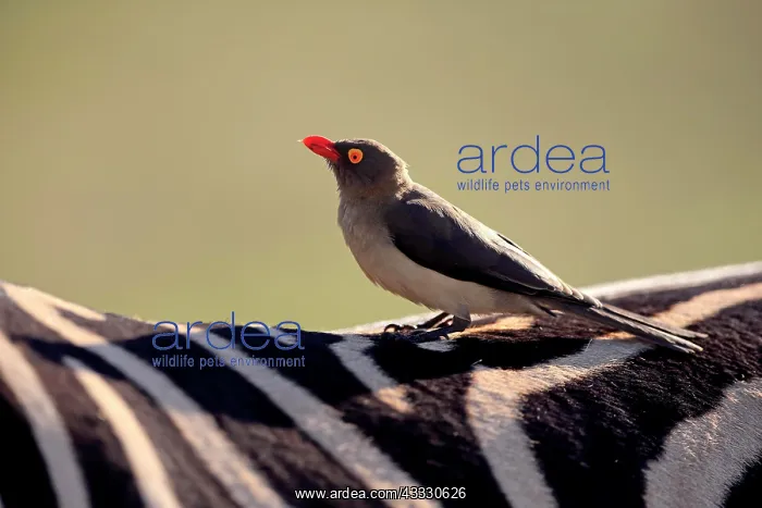 : Red-billed oxpecker (Buphagus erythrorhynchus) : Red-billed oxpecker (Buphagus erythrorhynchus)