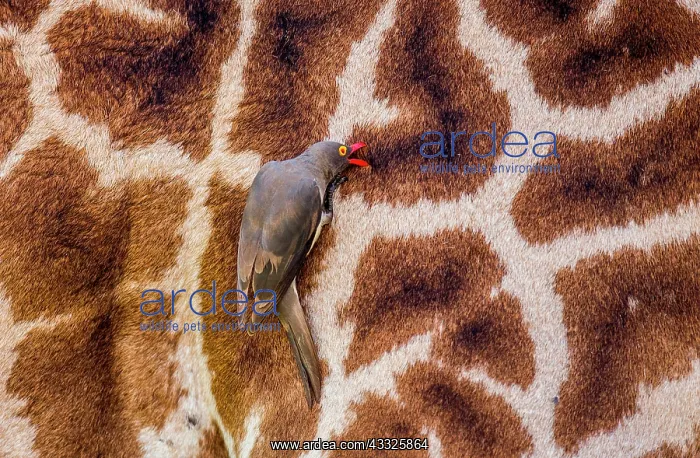 : Red-billed Oxpecker (Buphagus erythrorhynchus) i : Red-billed Oxpecker (Buphagus erythrorhynchus) i