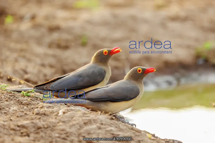 : red-billed oxpecker (Buphagus erythrorynchus) : red-billed oxpecker (Buphagus erythrorynchus)