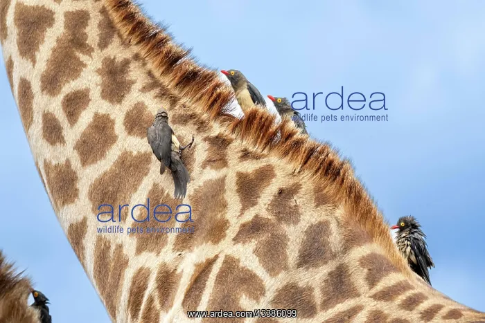  : Red-billed oxpecker (Buphagus erythrorynchus) sitting