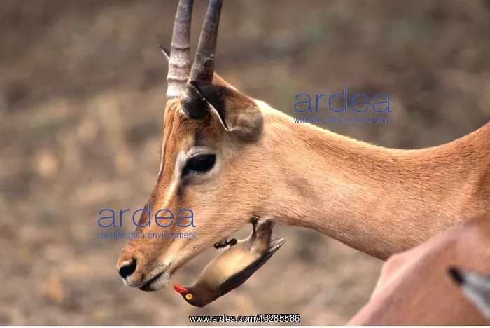  : RED-BILLED OXPECKER - feeding on ectoparasites on Impala